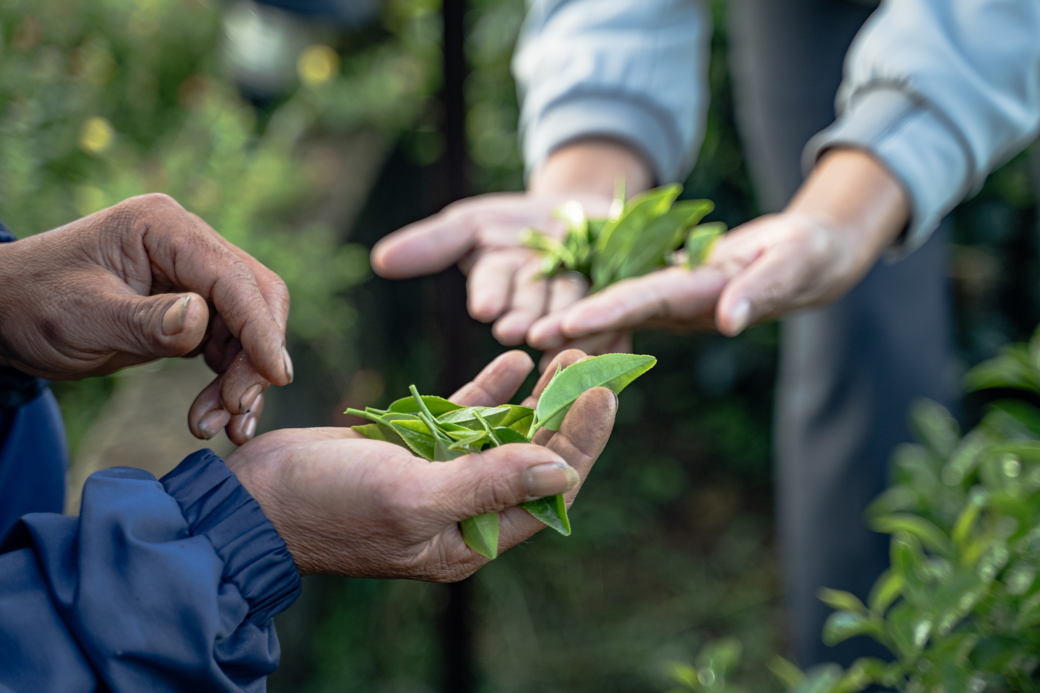 Kiểm tra lá trà