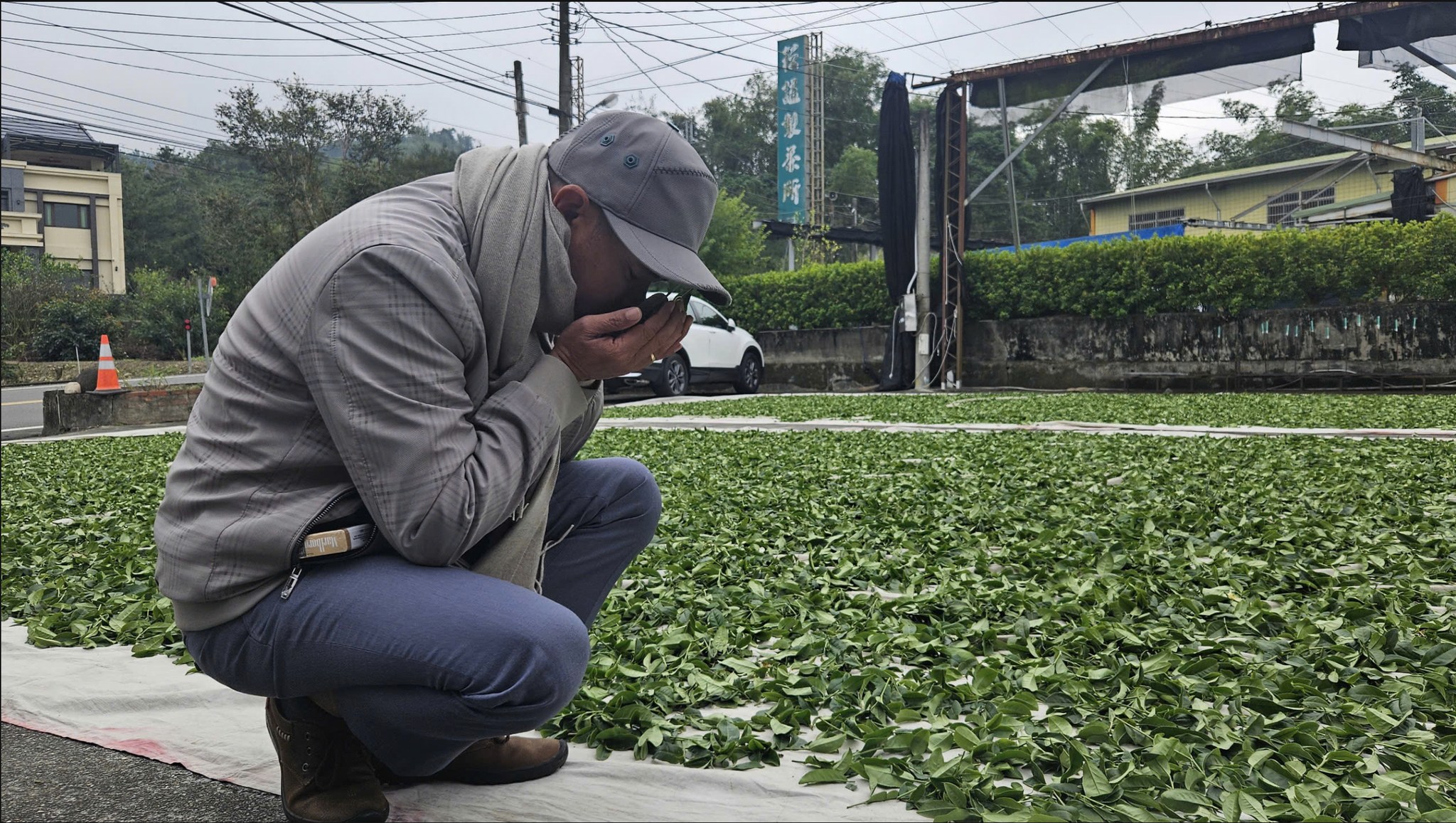 Khám Phá Hành Trình Trà Ô Long Nổi Tiếng Thế Giới