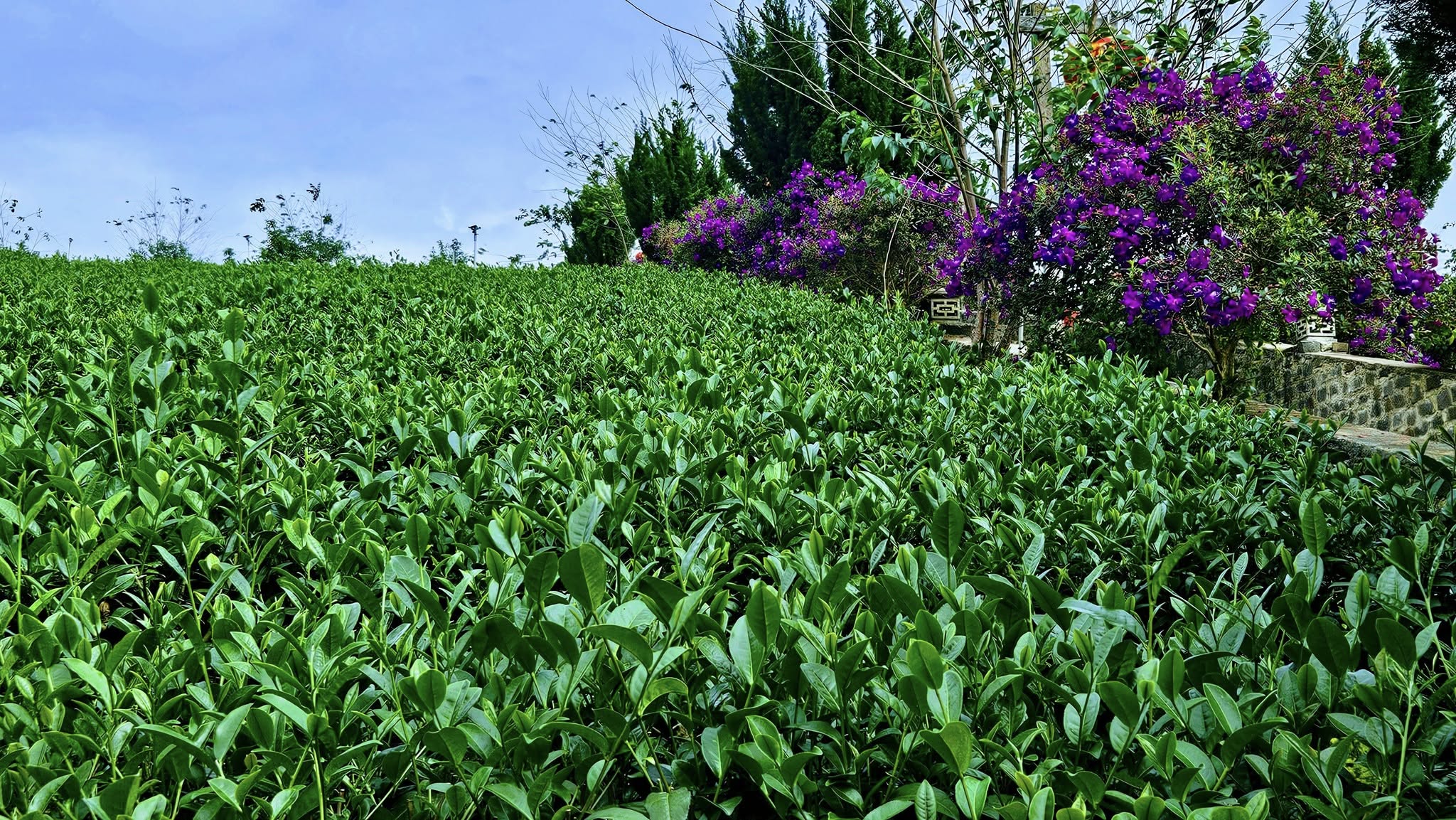 CẤu TẠo VÀ ChỨc NĂng CỦa CÂy TrÀ