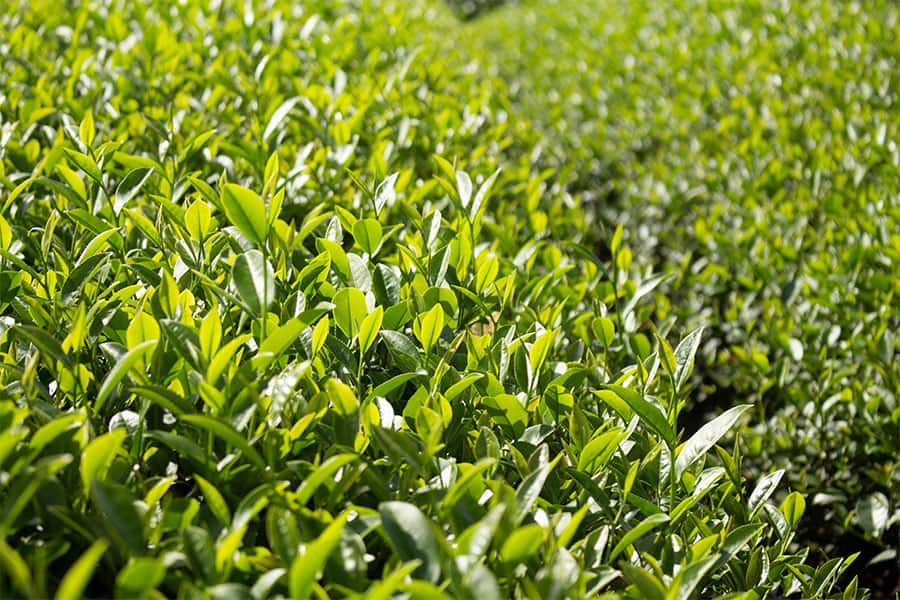 Làm Thế Nào để Thoát Khỏi Matcha Nhật Bản