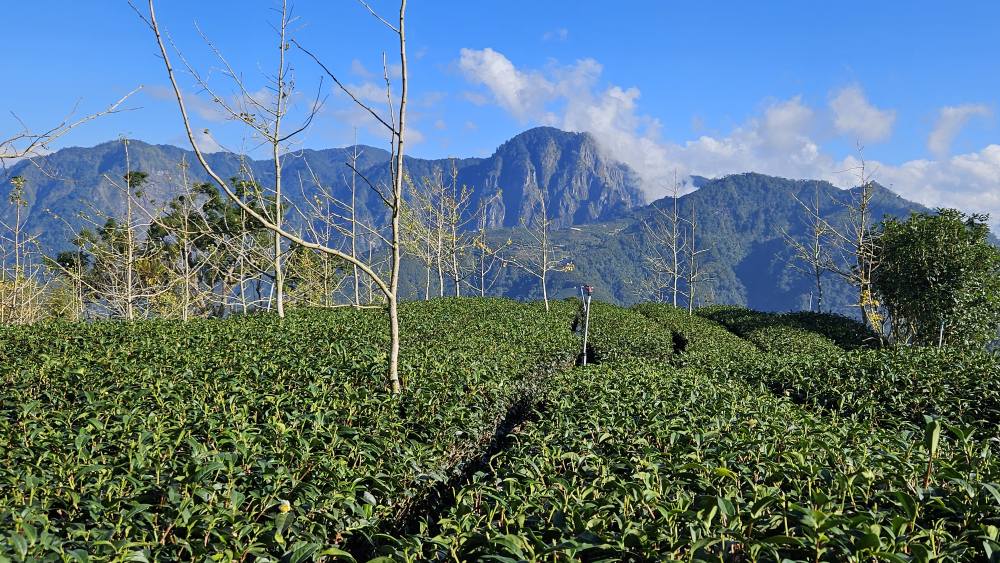 Giải đáp Thắc Mắc Về Sản Lượng Của Một Vườn Trà Hữu Cơ